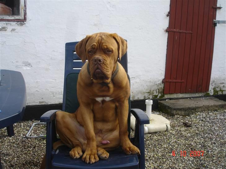 Dogue de bordeaux Doguehill´s Vegasus Cara billede 12