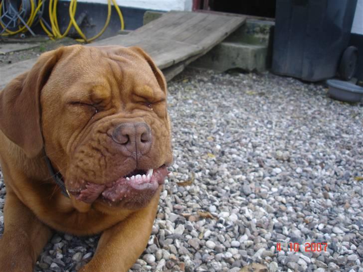 Dogue de bordeaux Doguehill´s Vegasus Cara billede 13