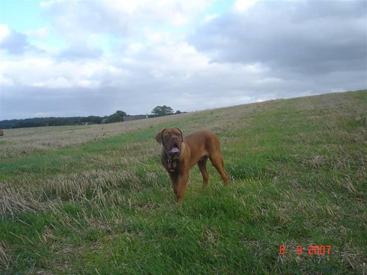 Dogue de bordeaux Doguehill´s Vegasus Cara billede 14