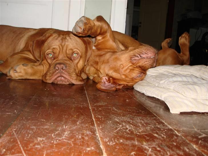 Dogue de bordeaux Doguehill´s Vegasus Cara billede 15