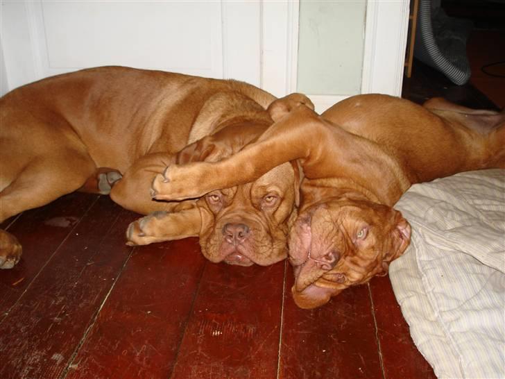 Dogue de bordeaux Doguehill´s Vegasus Cara billede 16