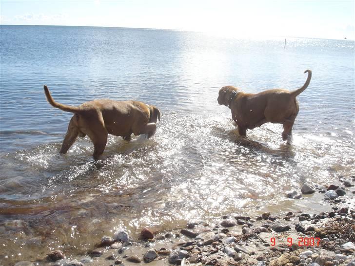 Dogue de bordeaux Doguehill´s Vegasus Cara billede 17
