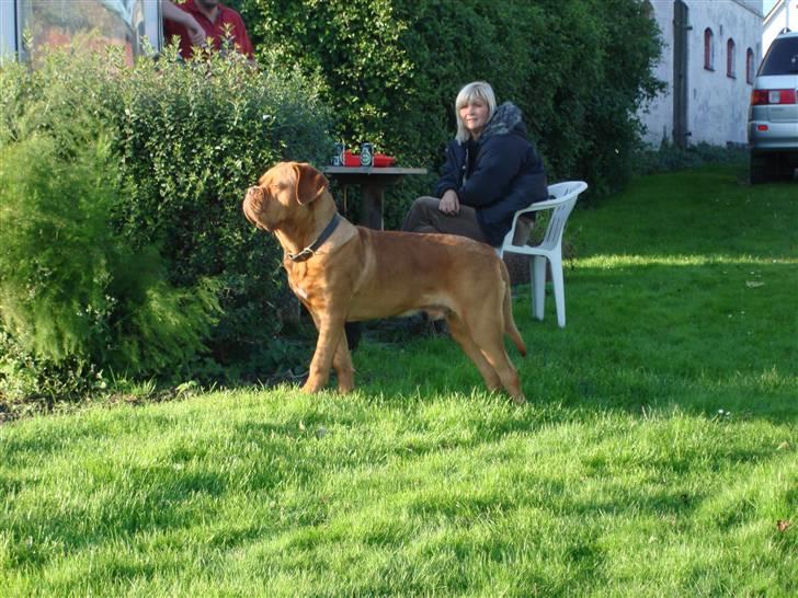 Dogue de bordeaux Doguehill´s Vegasus Cara billede 18