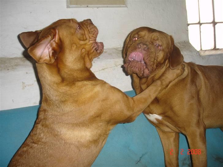Dogue de bordeaux Doguehill´s Vegasus Cara billede 19
