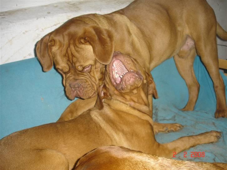 Dogue de bordeaux Doguehill´s Vegasus Cara billede 20