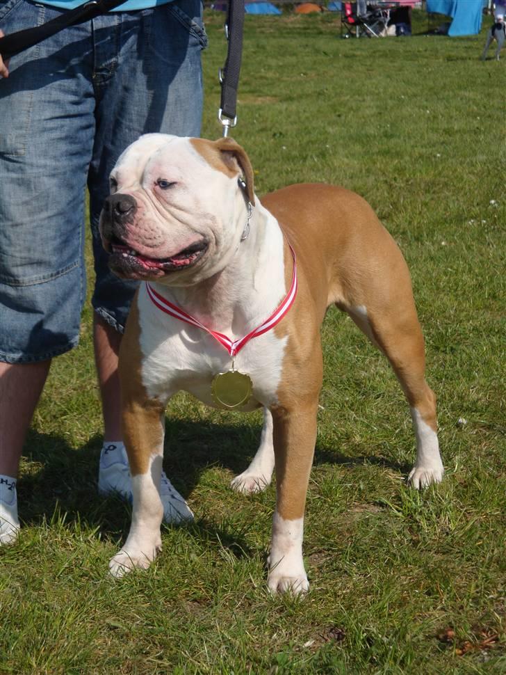 Amerikansk bulldog CH.Matheo"s Storm billede 10