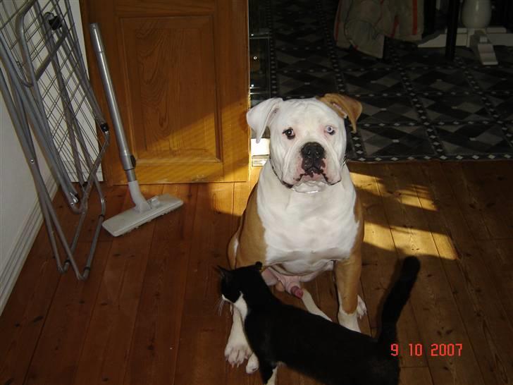 Amerikansk bulldog CH.Matheo"s Storm billede 11