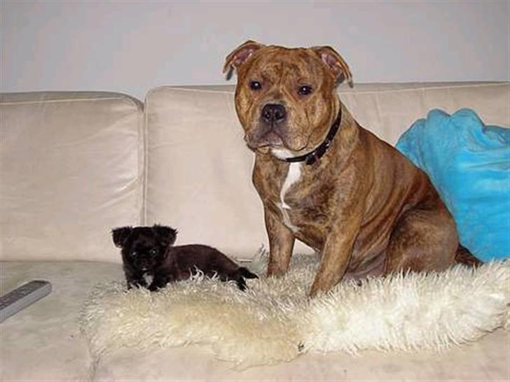 Blanding af racer Marlin - her et billed af mig som helt lille med min "x bror".... billede 18