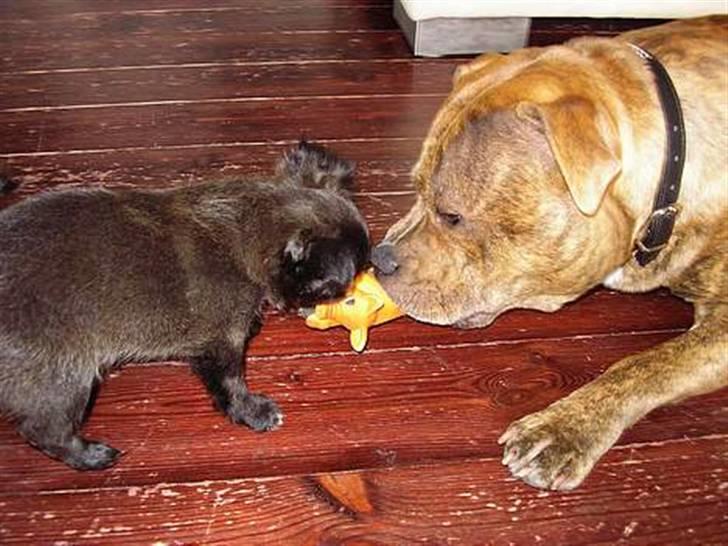 Blanding af racer Marlin - man har vel lov til at tro på sig selv.... billede 19