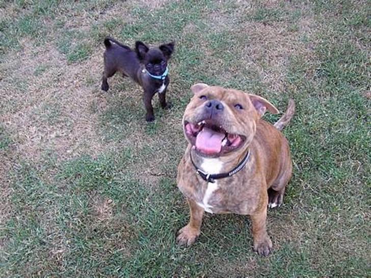 Blanding af racer Marlin - smile.....ha ha ha billede 20