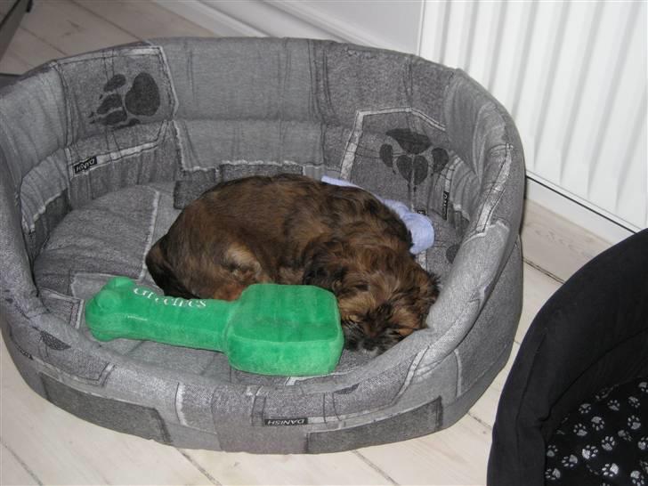 Lhasa apso Coco - Prøver lige min nye kurv, dejligt med en lur billede 7