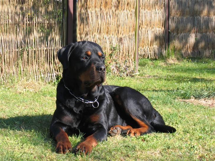 Rottweiler Samson billede 17