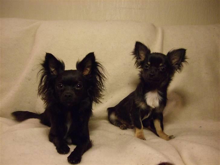Chihuahua Meilow - Her er vi to mig og min bror... Sofamodeller:O) billede 13