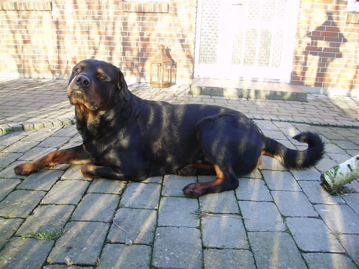 Rottweiler Samson billede 18