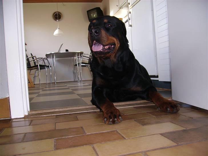 Rottweiler Samson billede 19