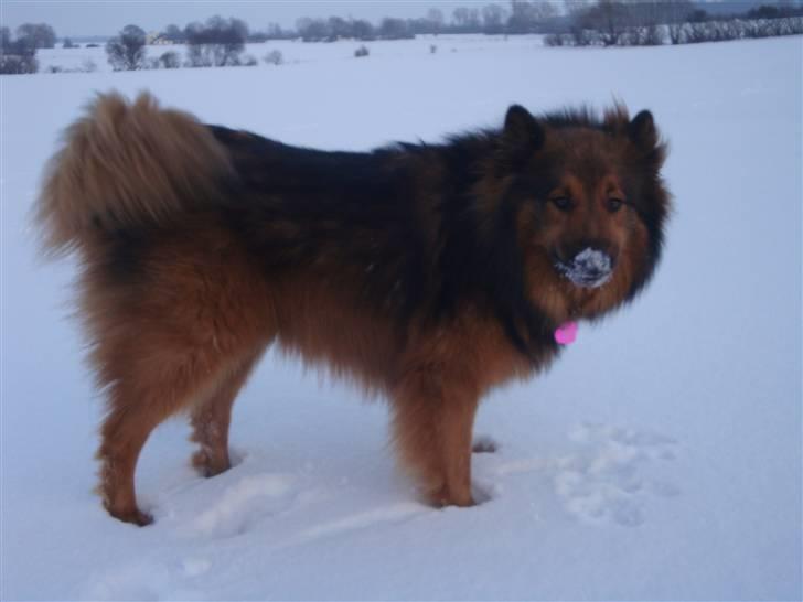 Blanding af racer Mikkel - og sne er koldt.. billede 7