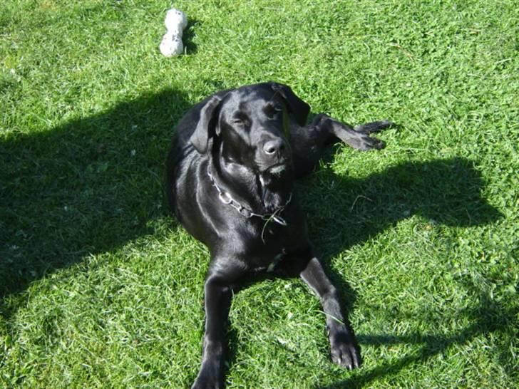 Labrador retriever Micky billede 10