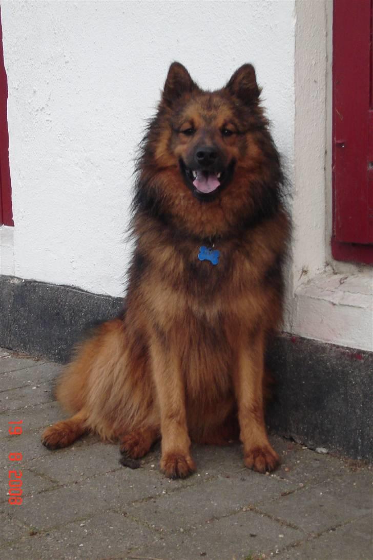 Blanding af racer Mikkel - Smuksak billede 8