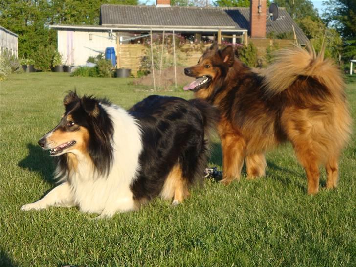 Blanding af racer Mikkel - Moller og Mikkel leger og venter på at bolden kastes billede 9