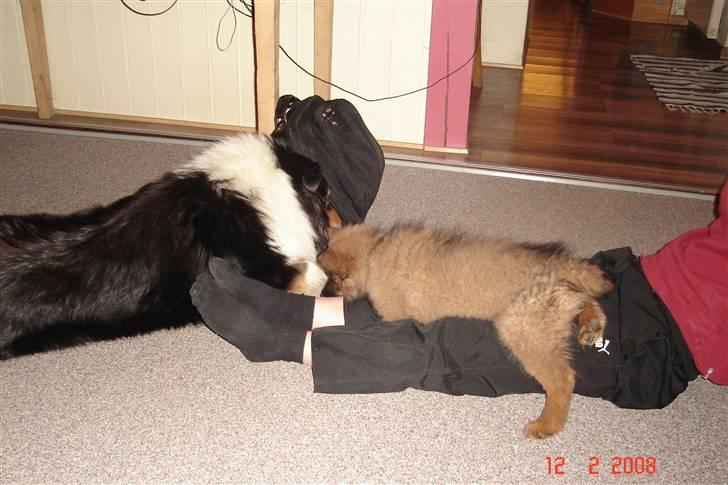 Blanding af racer Mikkel - Rart med et ben at ligge på billede 10