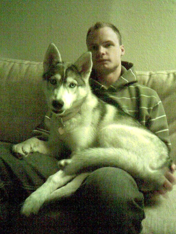Siberian husky Shellie - På skødet af daddy.. billede 14