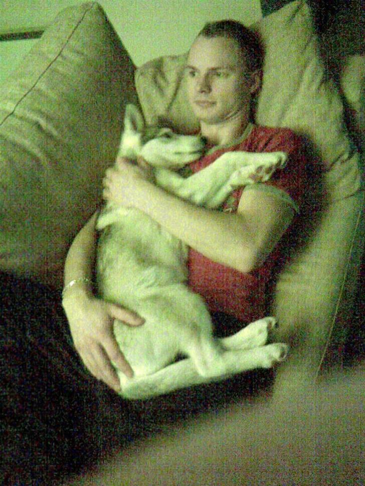 Siberian husky Shellie - Putter hos far -nu lidt større.. billede 15