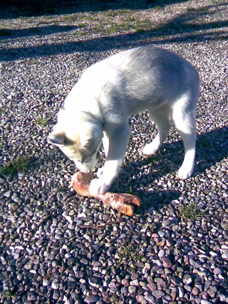 Siberian husky Shellie - Første store kødben :) billede 16