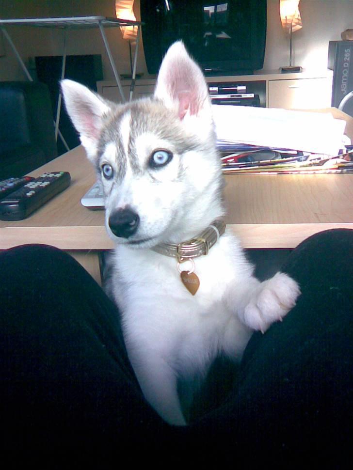 Siberian husky Shellie - Ta´ mig nu op billede 17