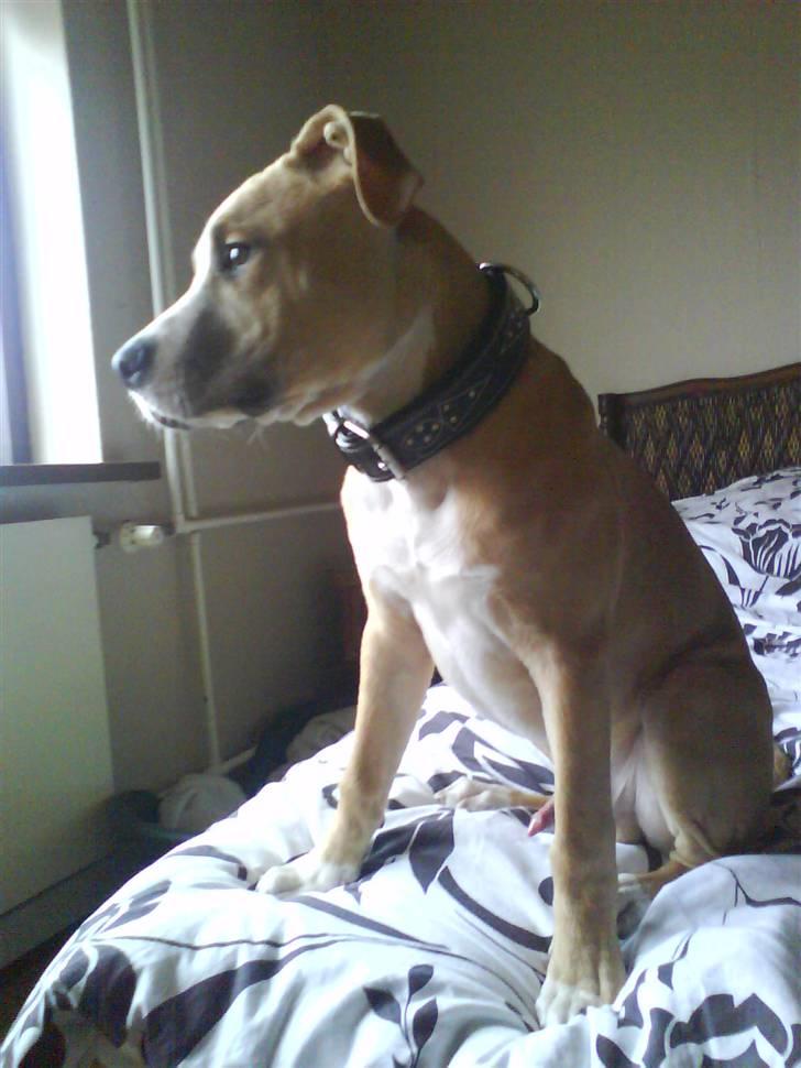 Amerikansk staffordshire terrier Tiesto - Nu er jeg 4½ månd :-) billede 5