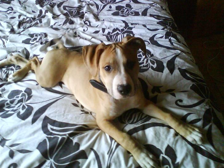 Amerikansk staffordshire terrier Tiesto billede 6