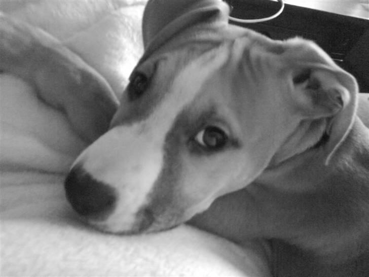 Amerikansk staffordshire terrier Tiesto billede 7