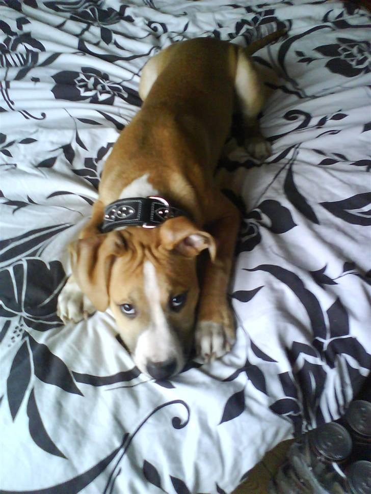 Amerikansk staffordshire terrier Tiesto billede 8