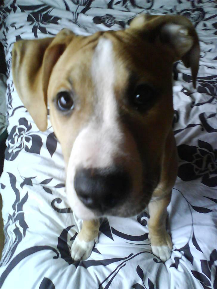 Amerikansk staffordshire terrier Tiesto billede 9