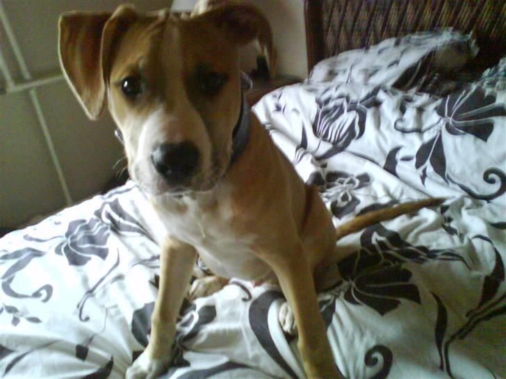 Amerikansk staffordshire terrier Tiesto billede 10