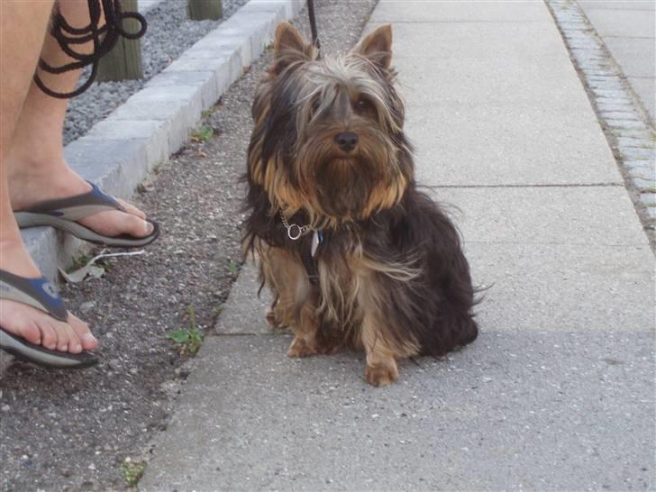 Australian silky terrier Silkylyst's Lorenzo billede 10