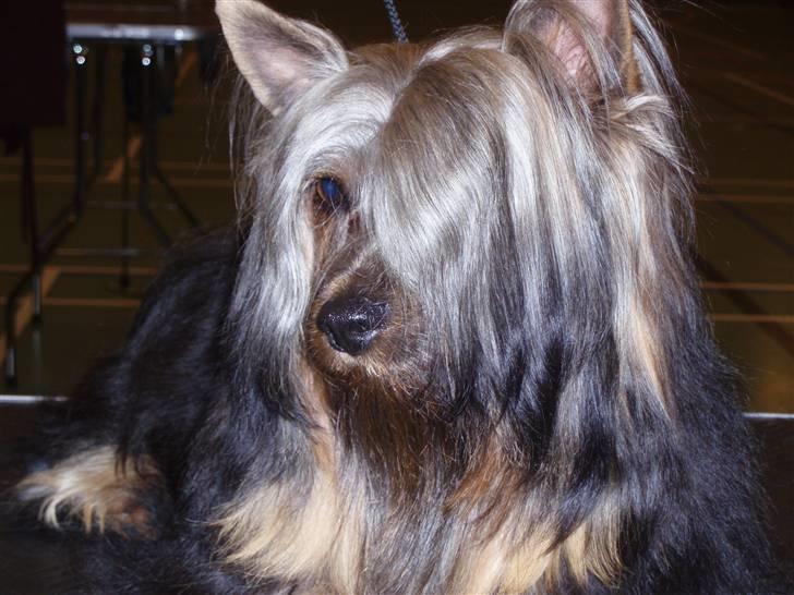 Australian silky terrier Silkylyst's Lorenzo billede 11