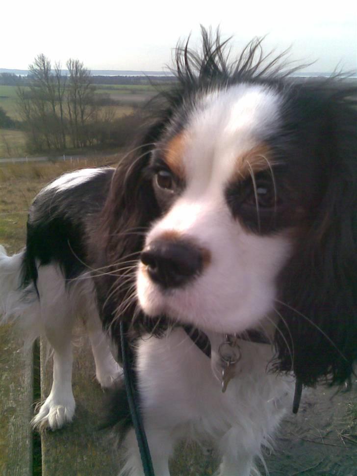 Cavalier king charles spaniel Tikka - Tikka <3 -- åååh det er så sødt det billede, hun har strithår <3 9 måneder. billede 20