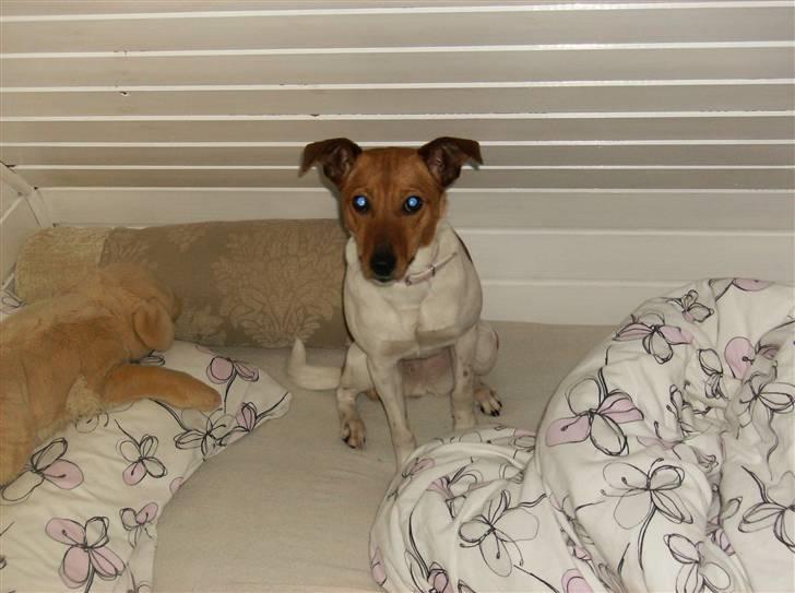 Dansk svensk gaardhund Freja ~min himmelhund - aflivet pga. kræft~ - Heej.. Jeg er lige hoppet op i Camillas seng, Heeh.. Voof billede 14