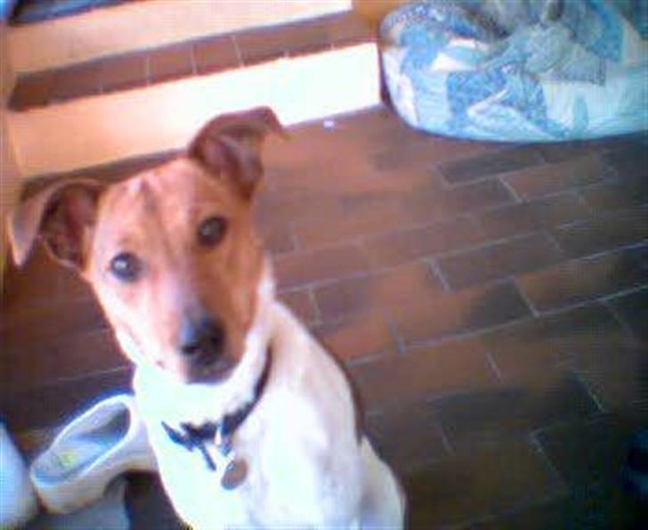 Dansk svensk gaardhund Freja ~min himmelhund - aflivet pga. kræft~ - jeg sedder godt nok pænt ikke? billede 15