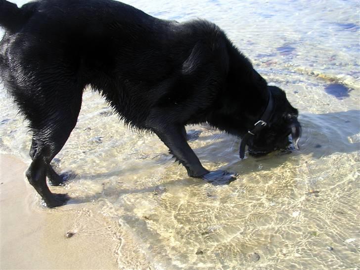 Blanding af racer Buller(aflivet d. 24/7) - hvor blev den sten af?? billede 9