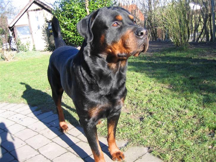 Rottweiler Samson billede 20