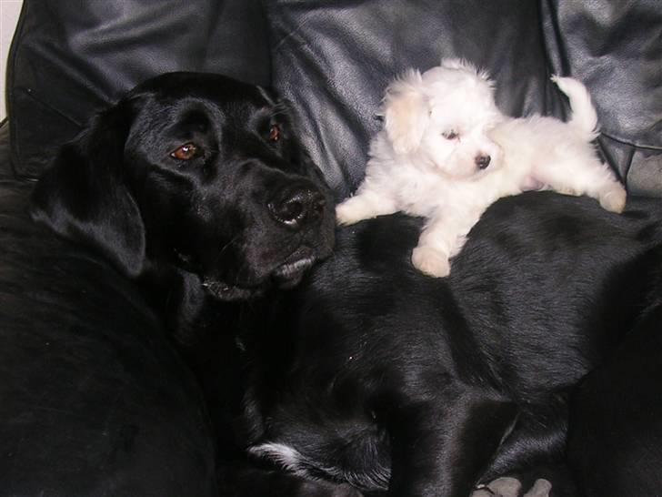 Blanding af racer Buller(aflivet d. 24/7) - da lillebror miki kom til familien billede 10