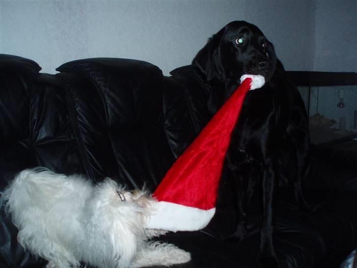 Blanding af racer Buller(aflivet d. 24/7) - det er MIN nissehue billede 11