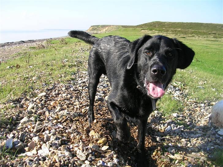Blanding af racer Buller(aflivet d. 24/7) - Juhu en tur på stranden billede 12