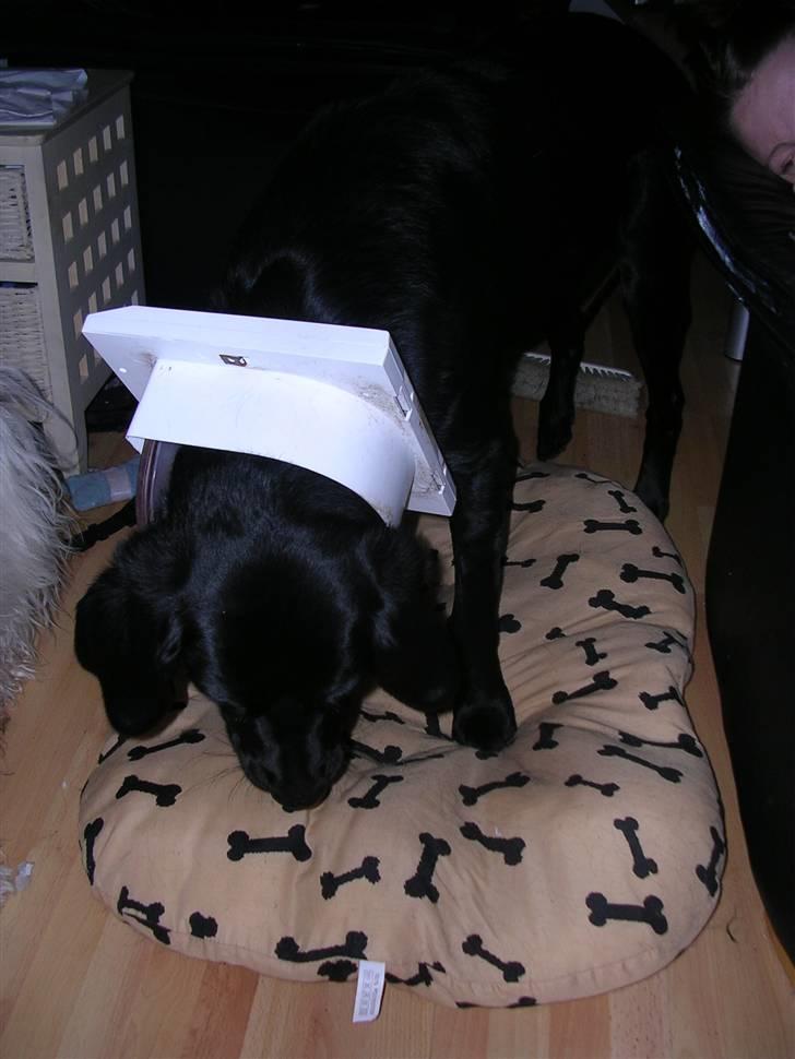 Blanding af racer Buller(aflivet d. 24/7) - Ej altså jeg skulle jo bare lige kigge ud af kattelemmen også røg den på mig billede 13