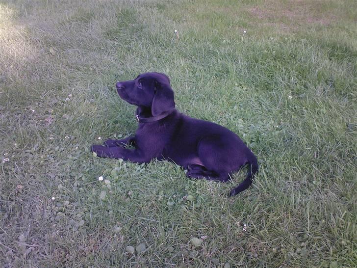 Labrador retriever Bella R.I.P :( billede 15
