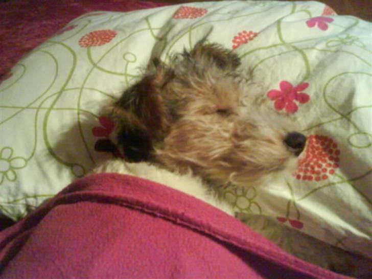 Ruhåret foxterrier "Tippe" - ZzZzzZZZzzz billede 11