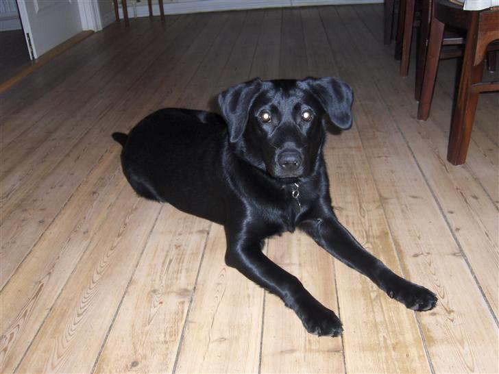 Labrador retriever Bella R.I.P :( billede 16