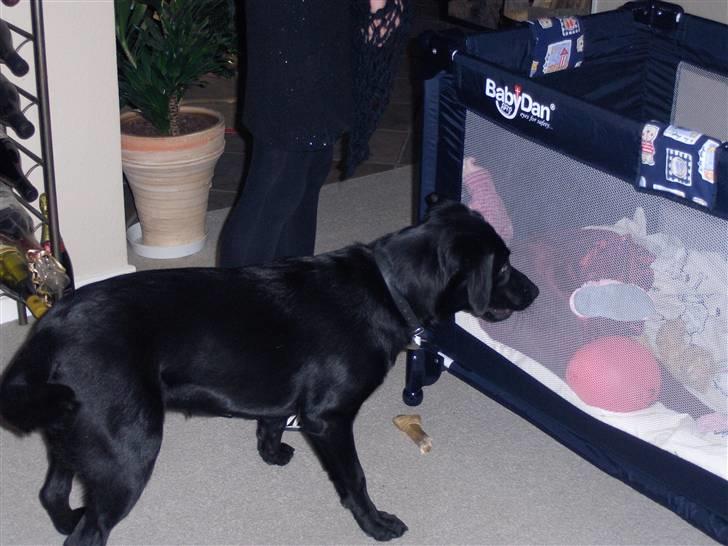 Labrador retriever Bella R.I.P :( billede 17