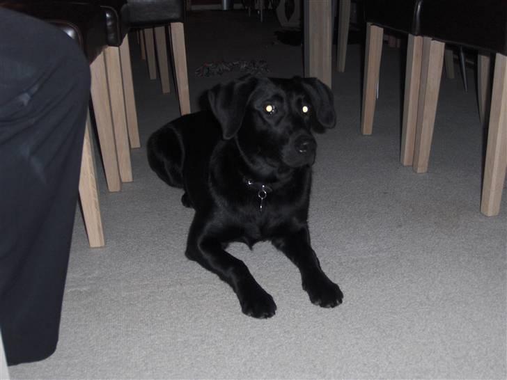 Labrador retriever Bella R.I.P :( billede 18